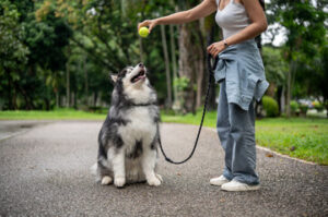 Dog Training